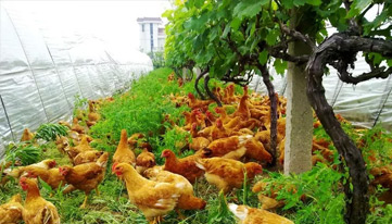 春季林下養雞如何管理？夏季如何保障林下養雞高產？